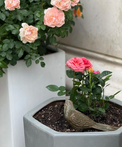 小众送妈妈的花有哪些花