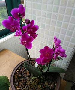 小众送妈妈的花有哪些花