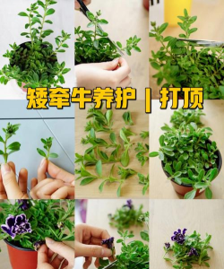 小众送妈妈的花有哪些花