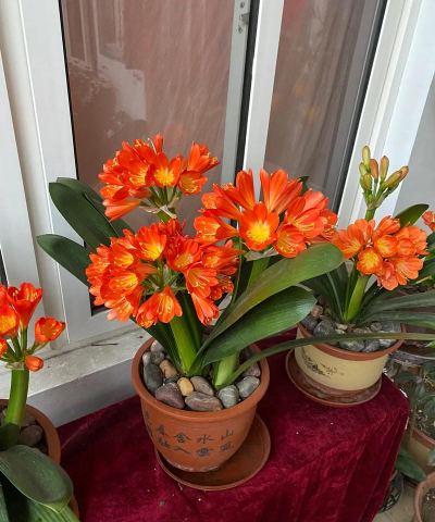 小众送妈妈的花有哪些花