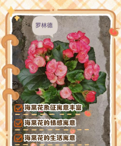 小众送妈妈的花有哪些花