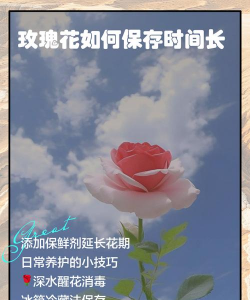 小众送妈妈的花有哪些花