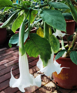 小众送妈妈的花有哪些花