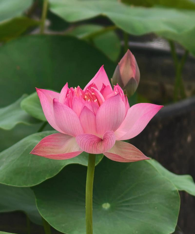 小众送妈妈的花有哪些花