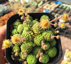 小众送妈妈的花有哪些花