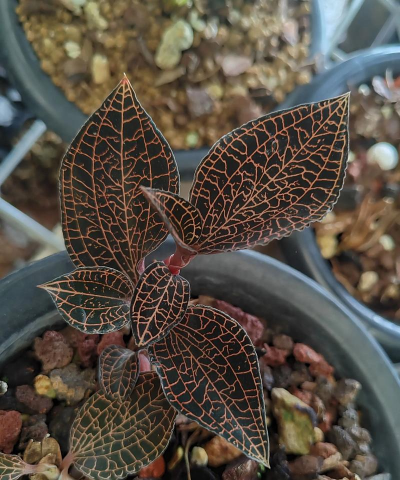 金线莲和银线莲的区别