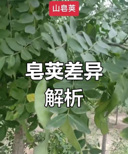 皂荚和山皂荚的区别