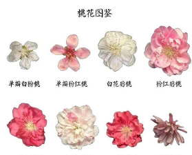 小众送妈妈的花有哪些花