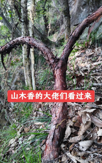 山木香长什么样