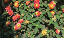 小众送妈妈的花有哪些花