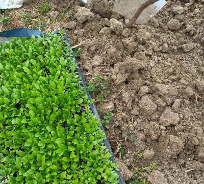 生菜球怎么种植