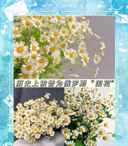小众送妈妈的花有哪些花
