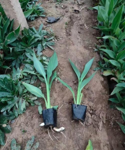 小众送妈妈的花有哪些花