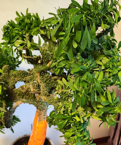 麒麟树和麒麟掌的区别