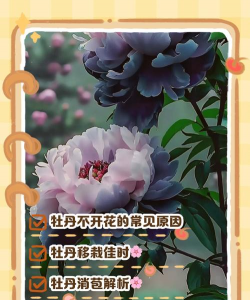 小众送妈妈的花有哪些花