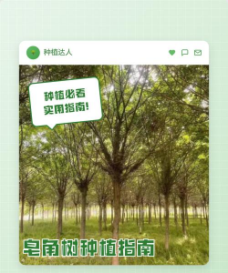 皂荚树怎么种植