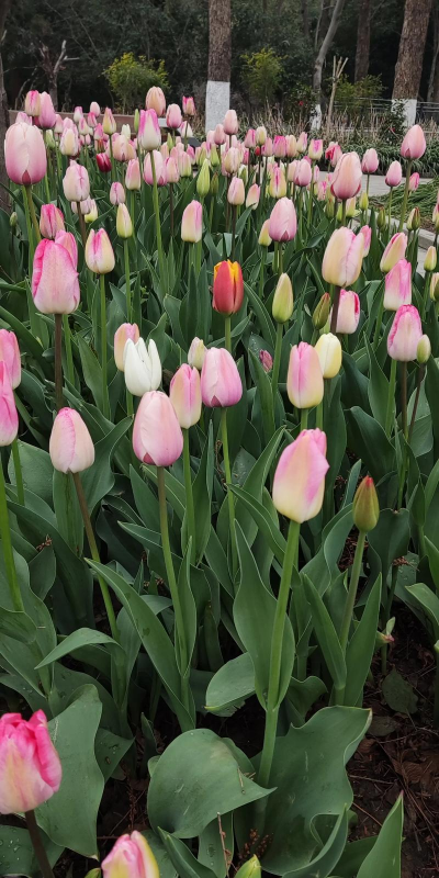 郁金香花是什么样子 郁金香花是什么样子