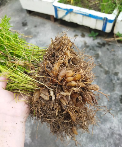 麦冬和天冬的区别