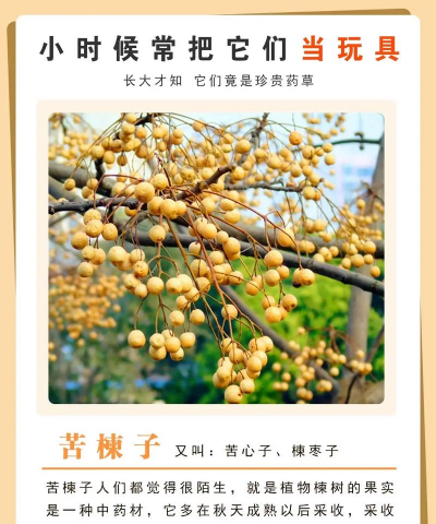 常见的有什么树的名字 常见的有什么树的名字