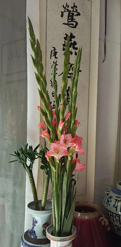 小众送妈妈的花有哪些花