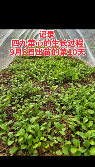 四九菜心怎么种植