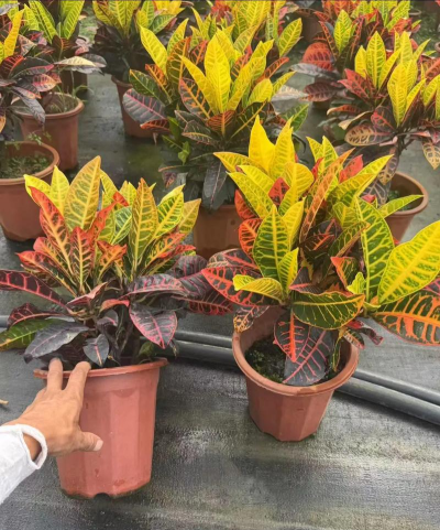 小众送妈妈的花有哪些花