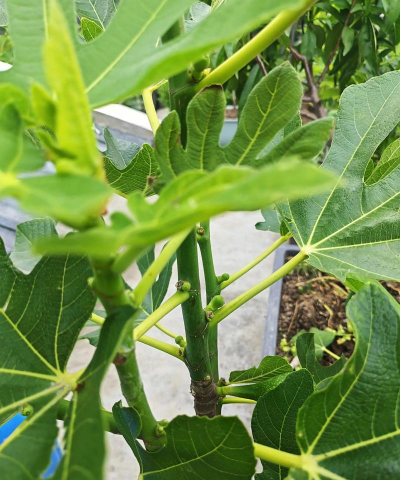 小众送妈妈的花有哪些花