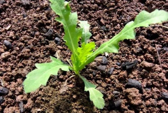 小众送妈妈的花有哪些花