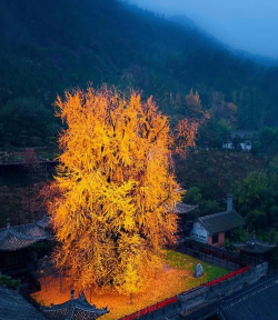 西安千年银杏树