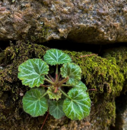 小众送妈妈的花有哪些花