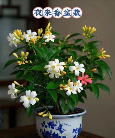 小众送妈妈的花有哪些花