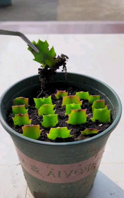 小众送妈妈的花有哪些花