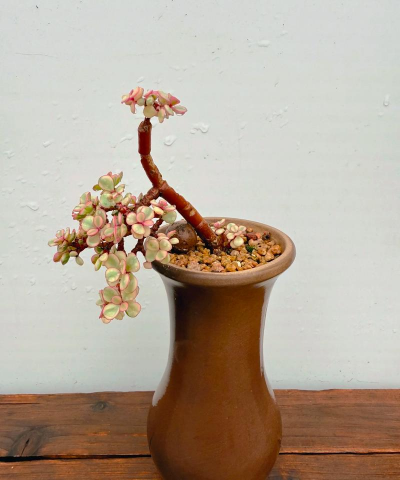 小众送妈妈的花有哪些花