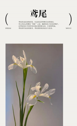 小众送妈妈的花有哪些花