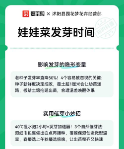 娃娃菜生长周期多少天