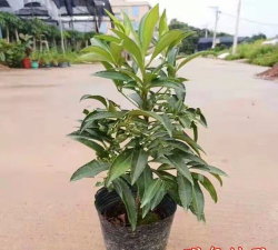 小众送妈妈的花有哪些花