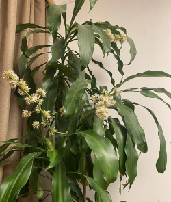 小众送妈妈的花有哪些花