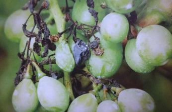 小众送妈妈的花有哪些花