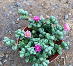 小众送妈妈的花有哪些花