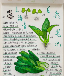 瓢儿白怎么种植