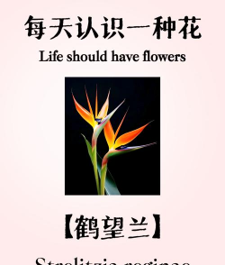 小众送妈妈的花有哪些花