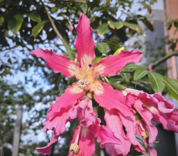 小众送妈妈的花有哪些花