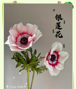 多被银莲花的养殖方法及注意事项