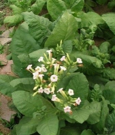 小众送妈妈的花有哪些花