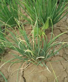 小众送妈妈的花有哪些花