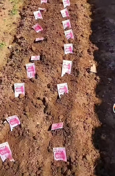 小众送妈妈的花有哪些花