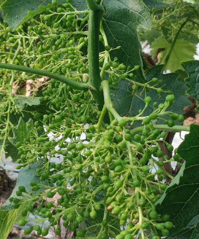 小众送妈妈的花有哪些花