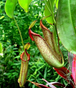 小众送妈妈的花有哪些花