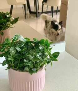 小众送妈妈的花有哪些花