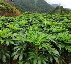 小众送妈妈的花有哪些花